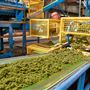 Nerada Tea Plantation and factory
