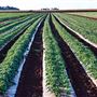 Tablelands Farming
