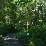 Mount Coot-tha Botanic Gardens - Australian Rainforest Track
