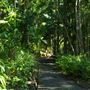 Mount Coot-tha Botanic Gardens - Australian Rainforest Track