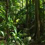 Mount Coot-tha Botanic Gardens - Australian Rainforest Track