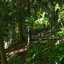 Mount Coot-tha Botanic Gardens - Australian Rainforest Track
