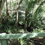 Cornubia Forest