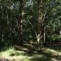 Cornubia Forest