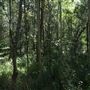 Cornubia Forest