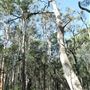 Cornubia Forest