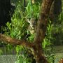 Daisy Hill Koala Centre