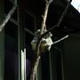 Daisy Hill Koala Centre