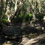 Venman Bushland