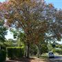 Retro Suburban Streetscapes