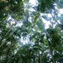 Buderim Forest Park