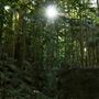 Jungle