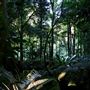 Jungle