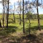 Coombabah Lakelands Conservation Area - Open Field & Forest
