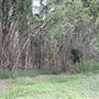 Coombabah Lakelands Conservation Area - Open Field & Forest