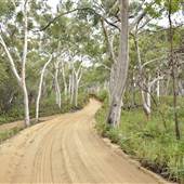 Mulgumpin (Moreton Island) Bush Track - Middle Road
