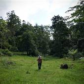 Hinterland Jungle Backlot