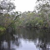 The Narrows (Noosa Everglades)