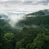Sunshine Coast Region - Bernakin Forest (Blackbutt Range)