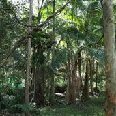 Cornubia Forest