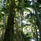 Jungle / Strangler Figs / Palm Grove / Rock Wall