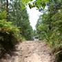 Coochin Creek - Pine Plantation / Qld State Forest