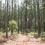 Coochin Creek - Pine Plantation / Qld State Forest