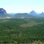 Coochin Creek - Pine Plantation / Qld State Forest