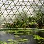 Mt Coot-tha Botanical Gardens