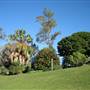 Mt Coot-tha Botanical Gardens