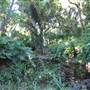 Mt Coot-tha Botanical Gardens