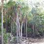 Hamilton Island