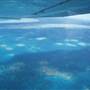 Hardy Reef