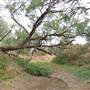 Longreach Landscape