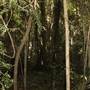 Mary Cairncross Scenic Reserve and Sanctuary