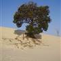 Mulgumpin (Moreton Island)