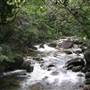 Mossman Gorge