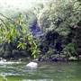 Mossman Gorge