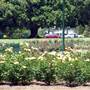 New Farm Park