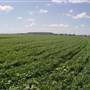 Wheat Fields