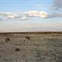 Rangelands Station