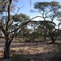 Rangelands Station