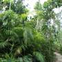 Mission Beach (Cairns Region FNQ)