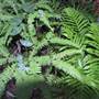 Springbrook National Park