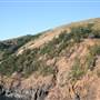 St Bees Island