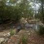 Goomoolahra Falls - Springbrook NP