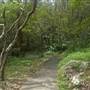 Goomoolahra Falls - Springbrook NP