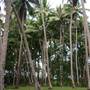 Wonga Beach