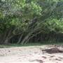 Wonga Beach