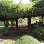 Japanese Garden - University of Southern Queensland